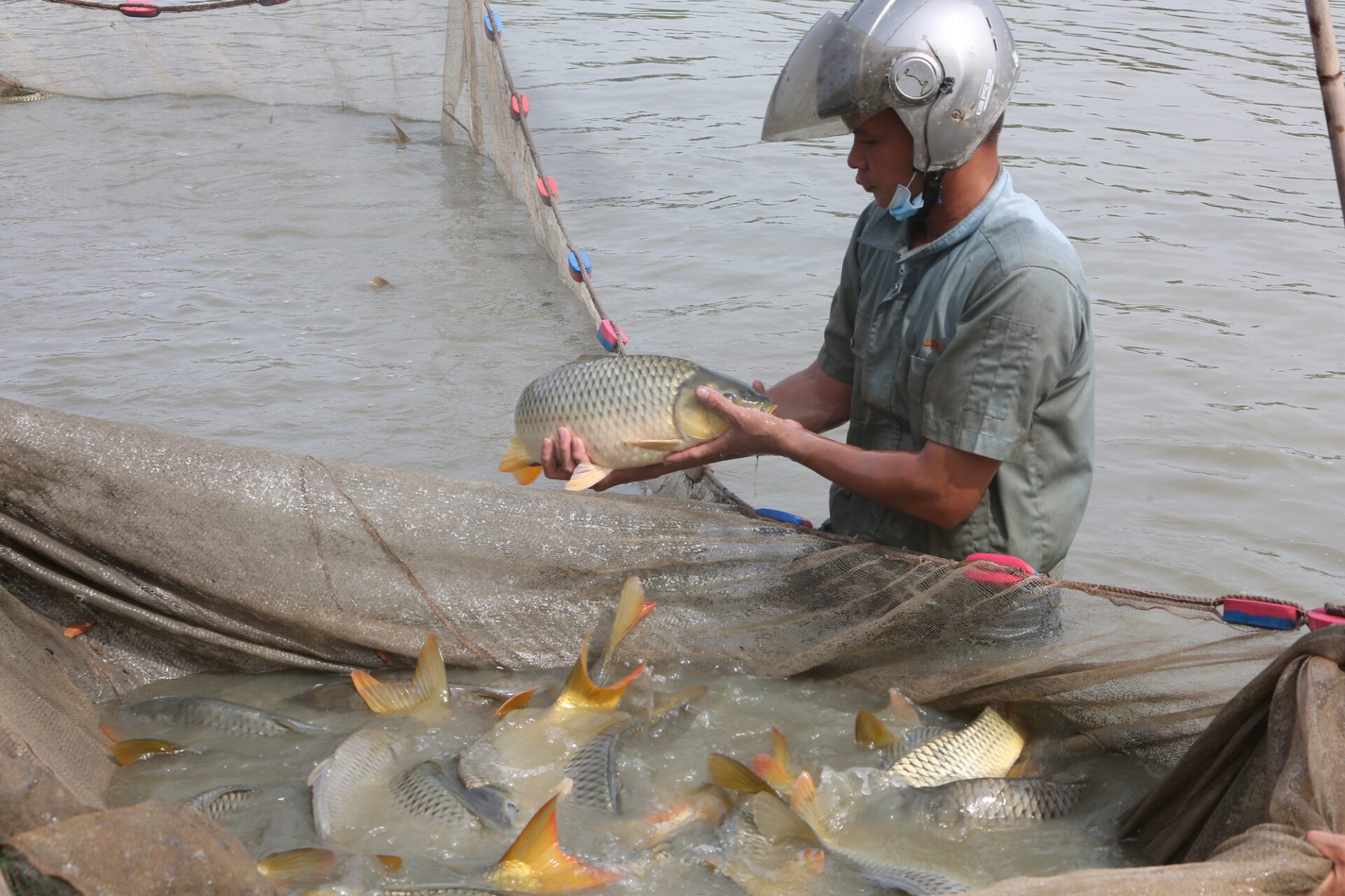 san-xuat-ca-giong-bac-ninh-1-16672737768791558603770