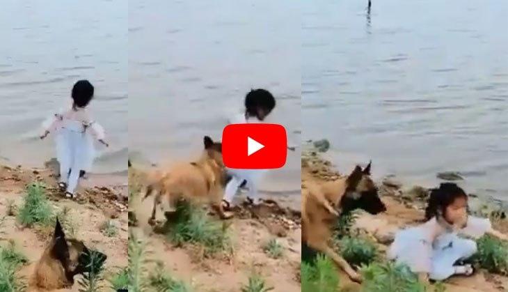 Dog_video_164088_730x419