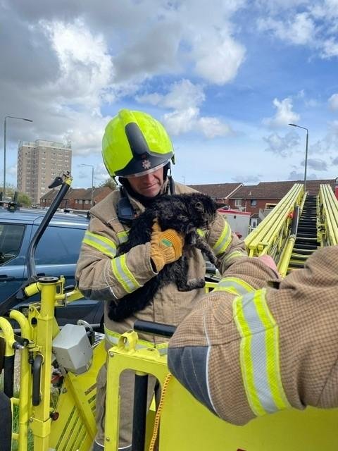 Firefighters rescue cat trapped in chimney for two days