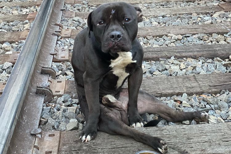 dog-rescued-from-train-tracks-120622-4b66012f494c4bc3b7fe2750cebec64a