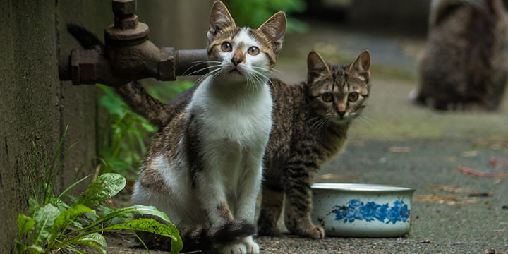 eam-stray-kitten-winky-2