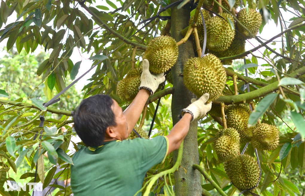 Câu lạc bộ quy tụ những nông dân tỷ phú ở Lâm Đồng - 2 Câu lạc bộ quy tụ những nông dân tỷ phú ở Lâm Đồng - 2