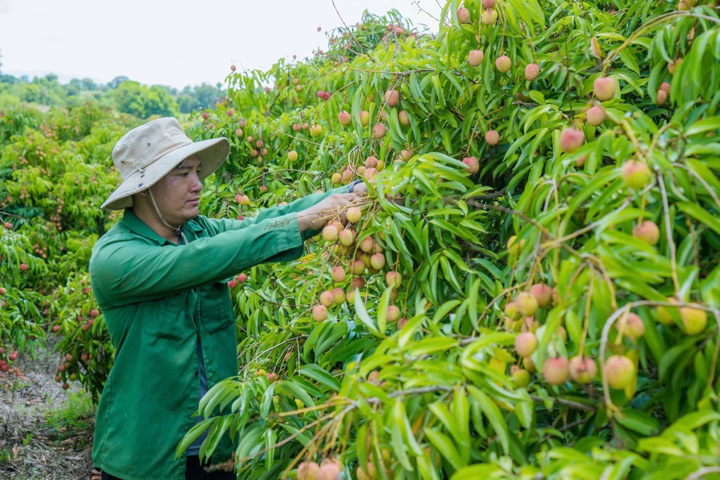 Trúng lớn từ vải thiều chín sớm, nông dân Đắk Lắk bỏ túi tiền tỷ - 1 Trúng lớn từ vải thiều chín sớm, nông dân Đắk Lắk bỏ túi tiền tỷ - 1
