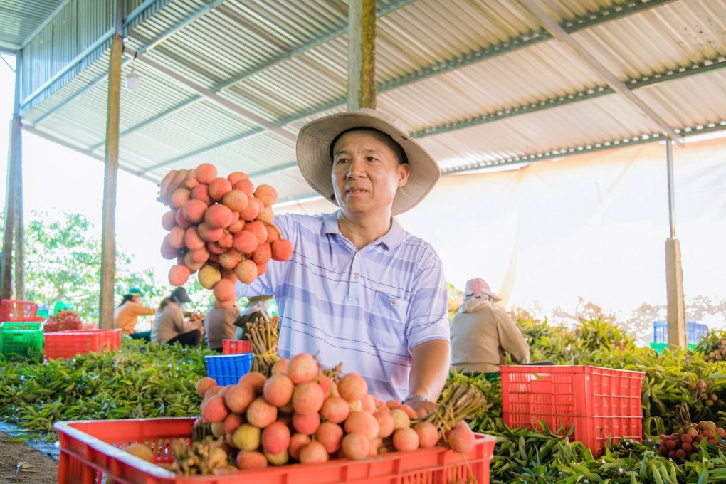 Trúng lớn từ vải thiều chín sớm, nông dân Đắk Lắk bỏ túi tiền tỷ - 2 Trúng lớn từ vải thiều chín sớm, nông dân Đắk Lắk bỏ túi tiền tỷ - 2